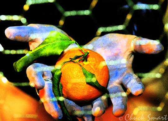Satsuma